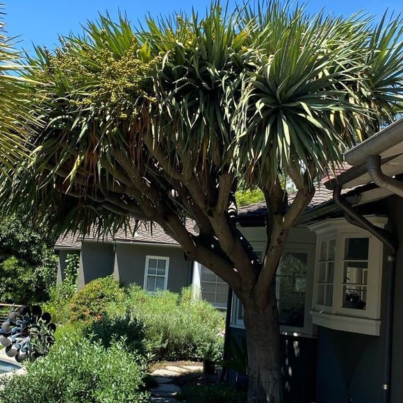 Dragon’s Blood Seedlings 🌱 and Seeds - Picture 2 of 7